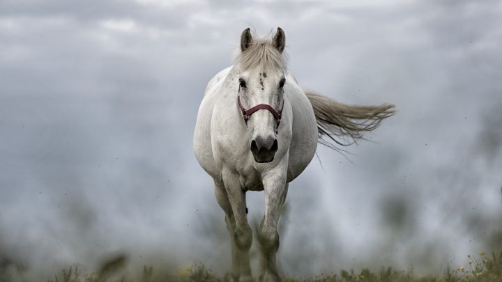 A Horseless Horse Sport