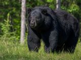 Caught on Camera: A Giant Black Bear in the Wild