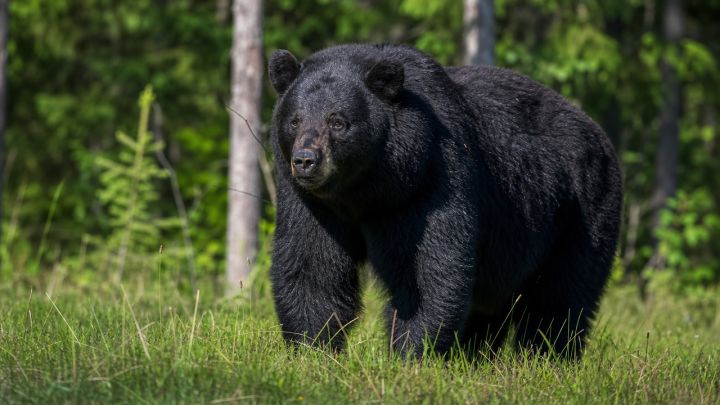 Caught on Camera: A Giant Black Bear in the Wild