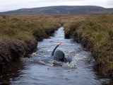 Bog Snorkelling: Swimming Through a Welsh Peat Trench